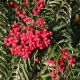 Sorbus Chinese Lace -Rowan, Grafted in 3 L Pot
