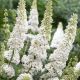 Buddleja davidii White Profusion - Butterfly Bush - Plant in 12 cm Pot