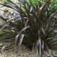 Phormium tenax Purpureum-New Zealand Flax in 2 L Pot