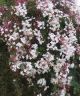 Jasminum polyanthum - Chinese Scented Jasmine, Plant in 9 cm Pot