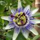 Passiflora caerulea - Passion Flower - Plant in 9cm Pot on a Cane