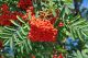 Sorbus aucuparia - Mountain Ash - Plant in 9 cm Pot