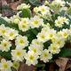 3X Primula vulgaris - Common Primrose - 3 Plants in 10.5 cm Pot