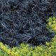 Ophiopogon planiscapus Nigrescens - Black Grass - Plant in 1.5 L Pot
