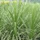 3X Cordyline Australis - Cabbage Palm - 3 x Plants in 9 cm Pots