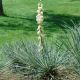Yucca glauca - Soapweed - Plant in 2 L Pot