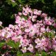 Cornus Florida Sweetwater-American Dogwood Grafted in 1.3 L Pot