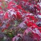 Acer palmatum Atropurpureum - Japanses Maple - Plant in 2 L Pot