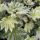 Fatsia Japonica Spiders Web-Japanese Aralia in 9 cm Pot