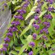 Callicarpa dichotoma Issai - Beauty Berry - Plant in 2 L Pot