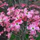 Cornus Florida Rubra - American Dogwood Grafted - Plant in 1.3 L Pot
