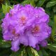 Rhododendron hybrida Goldflimmer -Rhododendron in 2 L Pot