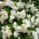 Philadelphus Manteau d'Hermine - Mock Orange, Plant in 2 L Pot