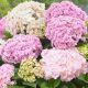 Hydrangea macrophylla Doppio Nuvola - Hydrangea - Plant in 10.5 cm Pot