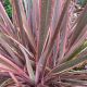 Phormium Sundowner-New Zealand Flax in 2 L Pot