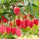 Crinodendron hookerianum-Chilean Lantern Tree in 9 cm Pot