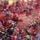 Cotinus coggygria Royal Purple - Smoke Bush - Plant in 2 L Pot