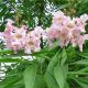 Chitalpa tashkentensis Summer Bells - Desert Willow - Plant in 12 cm Pot