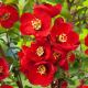 Chaenomeles Crimson and Gold - Ornamental Quince - Plant in 9 cm Pot