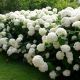 Hydrangea arborescens Annabelle - Hydrangea - Plant in 5 L Pot