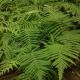 Thelypteris kunthii - Southern Shield Fern - Plant in 9 cm Pot