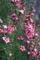 Leptospermum scoparium Coral Candy - Manuka - Plant in 9 cm Pot