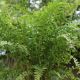 Dryopteris affinis The King- Golden Male Fern - Plant in 9 cm Pot