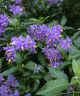 Solanum crispum Glasnevin - Potato Tree - Plant in 2 L Pot