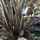 Phormium Pink Stripe-New Zealand Flax in 2 L Pot