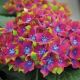 Hydrangea macrophylla Glam Rock-Hydrangea in 12 cm Pot