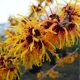 Hamamelis x Intermedia Orange Beauty - Witch Hazel Grafted - Plant in 2 L Pot
