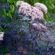 Sambucus nigra Black Lace - Fern Leaved Elder - Plant in 9cm Pot