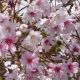 Prunus incisa Kojo-no-mai - Fuji Cherry - Plant in 10.5 cm Pot