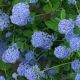 Ceanothus Skylark - California Lilac - Plant in 1.3 L Pot