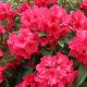 Rhododendron hybrida Cary Ann -Rhododendron in 2 L Pot
