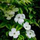 Cornus kousa Celestial Shadow-Chinese Dogwood Grafted in 1.3 L Pot
