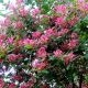 Lonicera tartarica Hack's Red - Tartarian Honeysuckle, Plant in 12 cm Pot