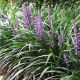 Liriope muscari Ingwersen - Lily Turf Plant in 9 cm Pot