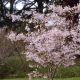 Prunus x subhirtella. Autumnalis Rosea - Winter Cherry - Plant in 10.5 cm Pot
