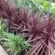 Cordyline Australis Red Star - Cabbage Palm - Plant in 2 L Pot