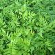 Cyrtomium fortunei- Japanese Holly Fern - Plant in 9 cm Pot