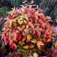 Nandina domestica Firepower - Heavenly Bamboo - Plant in 2 L Pot