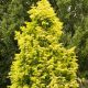 Metasequoia glyptostroboides Goldrush - Stock Clearance - Plant in 5 L Pot