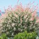 Salix Integra Hakuro Nishiki - Flamingo Willow - Plant in 5 L Pot