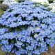 Hydrangea macrophylla Blaumeise-Hydrangea in 12 cm Pot