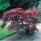 Acer palmatum Garnet - Japanese Acer - Grafted Plant in 9 cm Pot