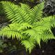 Dryopteris wallichiana - Wallich's Wood Fern - Plant in 9 cm Pot