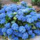 Hydrangea macrophylla Adria - Hydrangea, Plant in 3 L Pot