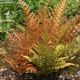Dryopteris erythrosora - Copper Shield Fern - Plant in 2 L Pot