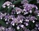 Hydrangea aspera Villosa - Rough Leaved Hydrangea - Plant in 2 L Pot